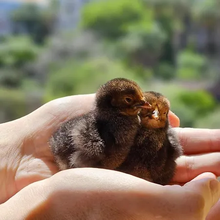 Дом отдыха Borgo Maria Rosa *