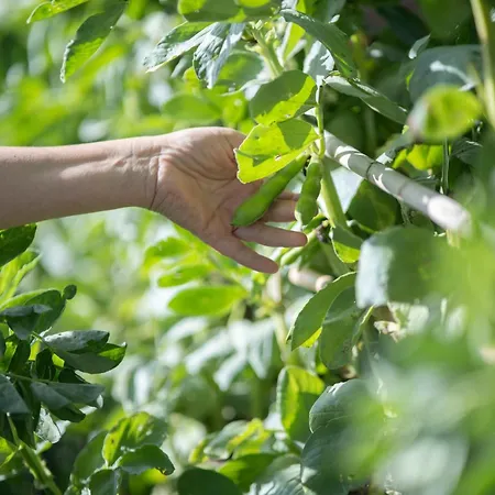 Borgo Maria Rosa San Salvatore di Fitalia